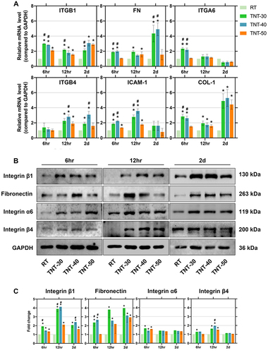 Figure 6 Gene and protein expression of adhesion molecules. The presence of nanotubes regulated adhesion-related gene expression of fibroblasts (A). It was noteworthy that integrin β1 (ITGB1) was upregulated, in all nanotube groups at all timepoints compared with RT (p<0.05). Fibronectin (FN) was upregulated in TNT-30 and 40 at 6 hr and 2 d of cell culture compared with RT and TNT-50 (p<0.05). Integrin α6 (ITGA6) was upregulated at 6 hr in TNT-30 and TNT-40 (p<0.05). At later stage of cell adhesion (12 hr and 2 d), Integrin β4 (ITGB4) was just upregulated in TNT30 and 40 (p<0.05). Intercellular cell adhesion molecule-1 (ICAM-1) was significantly upregulated in TNT-30 and 40 at 6 hr and 12 hr of cell culture compared with RT and TNT-50 (p<0.05). Gene expression of type I collagen was upregulated in TNT-30 and 40 at all timepoints of cell culture, compared with RT (p<0.05). Protein expression of Integrin β1/β4/α6 and fibronectin was evaluated via Western blot and the results of protein expression of adhesive molecule demonstrated that compared with the raw Ti, the presence of nanotubes on the surface exerted a positive role in regulating cell adhesion, especially the expression of integrin β1 and fibronectin at all the timepoints of cell culture (B and C). The presence of nanotubes surface increased the expression of integrin α6 at the initial 6th hour and integrin β4 at the 12th hour. At other timepoints, protein expression of integrin α6 and β4 was not significantly altered between groups. (*Represented p<0.05 compared with RT, #Represented p<0.05 compared with TNT-50).