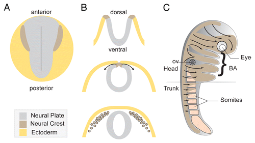 Figure 1. Overview of Neural Crest development. (A) Diagram depicting a dorsal view of a vertebrate embryo at early neurula stage. (B) Neural tube formation and neural crest delamination. Neural crest cells exit the dorsal region of the closing neural tube. (C) Summary of the main neural crest streams traveling through the embryo. Cephalic NC cells invade the face and the branchial arches while trunk neural crest cells migrate under the skin and through the somites.