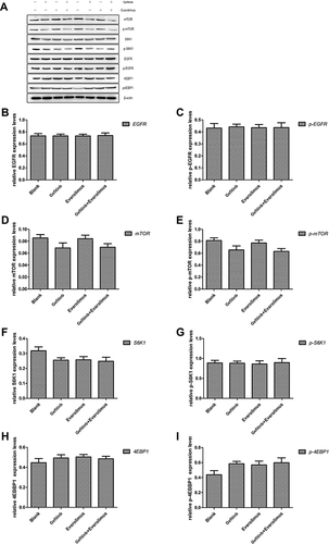 Figure 7 Western blot analysis of epidermal growth factor receptor (EGFR) and mammalian target of rapamycin (mTOR) pathways in the MDA-MB-468 cell line treated with gefitinib and everolimus and their relative expression. (A) Western blotting of the expression patterns of the EGFR and mTOR pathway proteins after treatment with gefitinib and everolimus alone and in combination (P < 0.05). (B–I) Expression of EGFR, phosphorylated EGFR, mTOR, phosphorylated mTOR, ribosomal protein S6 kinase (S6K1), phosphorylated S6K1, 4E binding protein 1 (4EBP1), and phosphorylated 4EBP1 proteins after intervention with gefitinib and everolimus alone and in combination (P < 0.05).