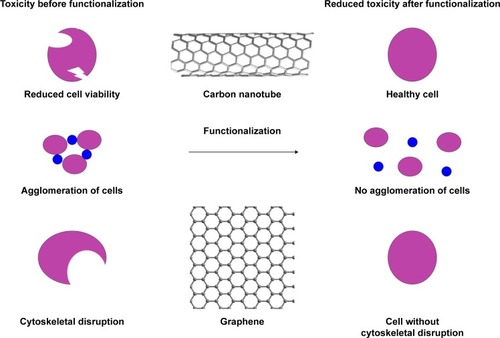 Figure 4 Improved cytocompatibility of carbon nanotube and graphene after functionalization.
