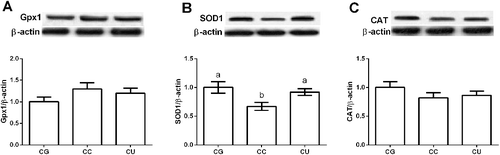 Figure 3. Effects of urantide injection on liver Gpx1 (A), SOD1 (B), and CAT (C) expression. Data are presented as mean ± SEM. The values having different superscript letters were significantly different (P < 0.05; n = 6).