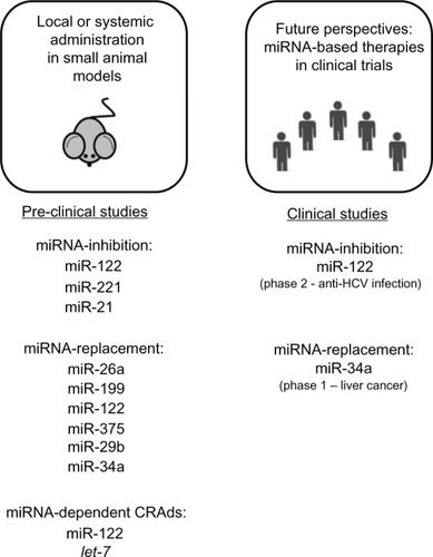 Figure 2 Therapeutic strategies based on modulation of miRNA activity. Summary of preclinical studies (on the left) based on miRNA inhibition, miRNA replacement, and conditionally replicating adenoviruses regulated by miRNA (microRNA) target elements. On the right are clinical trials ongoing using miRNA-based drugs.