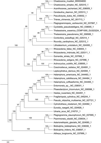 Figure 1. Phylogenetic relationships of 37 species based on concatenated coding sequences of 116 chloroplast coding genes. The phylogenetic analysis was performed by using the software PhyloSuite. The sequences were aligned by MAFFT v7.037 and concatenated, and then the data was partitioned using PartitionFinder2 with AICc model selection under GTR, GTR + G and GTR + I+G + X models. The IQ-tree was used to infer the maximum likelihood (ML) tree with 5000 ultrafast bootstraps under Partition Mode.