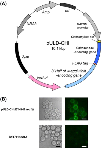 Fig. 2. Construction of chitosanase displaying yeast using a yeast cell-surface displaying System. (A) The plasmid pULD-CHI for display of chitosanase with a leu2-d marker on yeast cell surface. (B) Fluorescence observation of the cells after immunofluorescence labeling of BY4741/sed1Δ/pULD-CHI (WT), and BY4741/sed1Δ (negative control).Notes: Cells were labeled with anti-FLAG antibody and Alexa Fluor 488 anti-mouse IgG. Phase-contrast micrograph (left column), anti-FLAG antibody, and Alexa Fluor 488 anti-mouse IgG (right column). Bars, 5 μm.