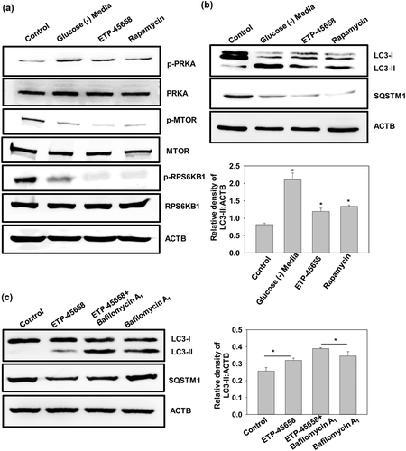 Figure 6. ETP-45,658 induces AMPKphosphorylation in HEK-293 cells. (a) Western blot analysis of signaling components AMPK, p-AMPK, MTOR, p-MTOR, RPS6KB1 and p- RPS6KB1. Glucose-free media and rapamycin were used as positive control for AMPK phosphorylation and MTOR dephosphorylation respectively (b and c) Western blot analysis of LC3-II and SQSTM1 upon treatment with ETP-45,658 (10 µM) for 4 h in presence and absence of bafilomycin A1 (400 nM). LC3-I to LC3-II conversion is illustrated by LC3-II:ACTB ratios in bar graphs as in insets. Data is representative and mean ± SD from 3 independent experiments. *p < 0.05 as compared to control.