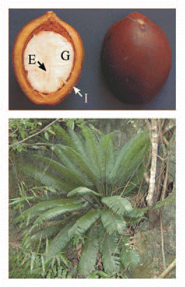 Figure 1 Phenotype of Cycas micronesica seed (top). External maternal integument tissue (I), haploid gametophyte tissue (G) and F1 embryo (E) are easily distinguished within these large seeds. Typical tree in habitat (bottom).