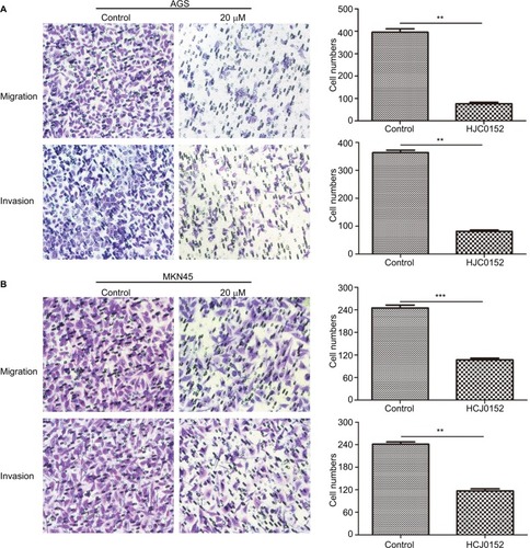 Figure 5 HJC0152 inhibited migration and invasion of GC cells.Note: Representative pictures of transwell chambers showing the migration (uncoated inserts) and invasion capacity (Matrigel-coated inserts) of AGS (A) and MKN45 (B) cells. Magnification ×200. The average number of migrating and invading cells was calculated from three independent experiments. **P<0.01, ***P<0.001 vs control.Abbreviation: GC, gastric cancer.