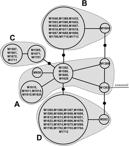 Figure 3. TCS haplotype network for Scorpidium revolvens, based on data for the nuclear ITS and plastid rpl16 combined, using one specimen of Sc. cossonii as an outgroup. Specimens are indicated according to their numbers in Appendix 1. Black dots indicate ‘missing haplotypes’, that is, potential ‘haplotypes’ that were not recovered in the sampling.