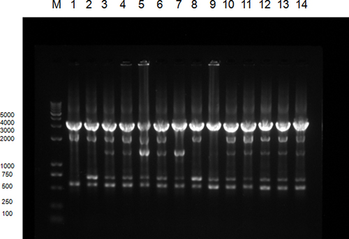 Figure 3 ERIC-PCR typing map of some class 2 integron-positive strains:M represents DNA Marker. Lane 1 is a functional class 2 integron-positive quality control strain; lanes 2∼4 are functional class 2 integron-positive strains; lanes 5∼14 are class 2 integron-positive strains; lanes 3∼6 and 10∼14 are type A strains, lanes 2 and 8 are of type B, lane 7 is the type C and lane 9 is a type D strain.