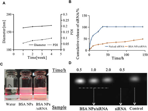 Figure 5 (A) Storage stability of BSA NPs at 4°C for 4 weeks, which was characterized by diameter and PDI of BSA NPs. (B) The release of survivin-siRNA from naked siRNA and BSA NPs/siRNA. (C) The Tyndall effect of water, BSA NPs and BSA NPs/siRNA was observed. (D) The degradation of naked siRNA and BSA NPs protected siRNA by RNase A, which were characterized by agarose gel retardation assay. The data were presented as the mean ± SD, n = 3.