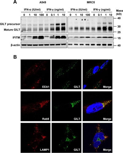 Figure 1. GILT expression is upregulated by IFN-γ in lung cancer cells and has a lysosomal distribution. A549 and MRC-5 cells were treated with the indicated concentrations of IFN-α or IFN-γ for 12 h. (A) The levels of intracellular GILT and IFITM proteins were determined by Western blot assay. β-actin served as a loading control. (B) The localization of GILT in MRC-5 cells treated with IFN-γ was detected by immunofluorescent staining with anti-GILT polyclonal antibody (green). EEA1, Rab9 or LAMP1 were visualized by immunofluorescent staining with respective antibodies (red). Cell nuclei were stained blue with DAPI.