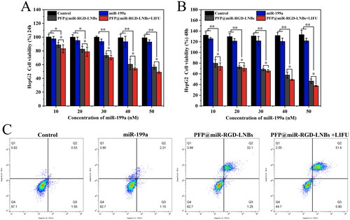 Figure 8. Evaluation of the anti-cancer effects of LNPs on HepG2 cells. CCK-8 assay results showing cell viability at 24 h (A) and 48 h (B) following LNBs treatments. (C) Flow cytometry analysis of apoptosis in HepG2 cells 24 h post treatment. LIFU parameters for the treated groups were set at 1.6 W/cm2 power levels, 1 MHz frequency, 50% duty cycle, with an exposure time of 60 s.