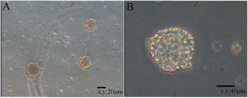 Figure 5. Cloning efficiency of NSCs.