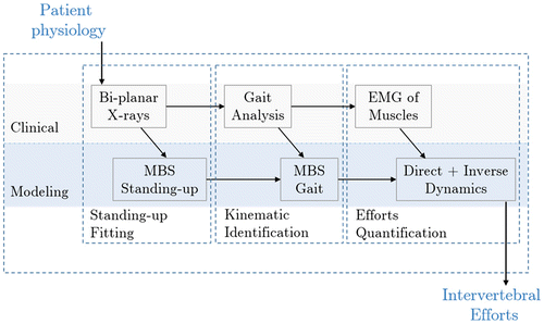 Figure 1. The general protocol is based on both clinical and modeling processes.