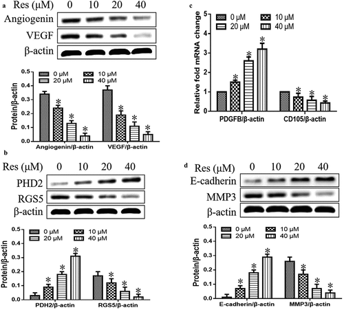 Figure 3. Effects of resveratrol (Res) on expression of genes associated with vascular normalization and metastasis: (a) angiogenin and VEGF, (b) PHD2 and RGS5, (c) PDGFB and CD105, and (d) E-cadherin and MMP3. *P< 0.05 vs. Res 0 μM control