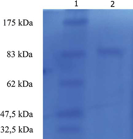 Figure 2 Photograph of SDS-PAGE. Line 1: molecular weight markers. Line 2: the peroxidase from CM-Sephadex cation exchange chromatography. (Color figure available online.)