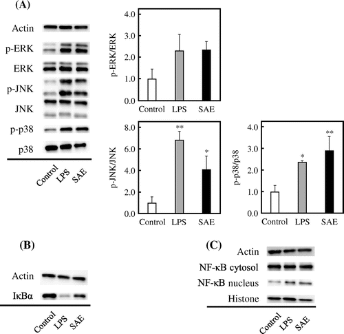 Fig. 4. Effect of SAE on the signaling pathways involved in macrophage activation.