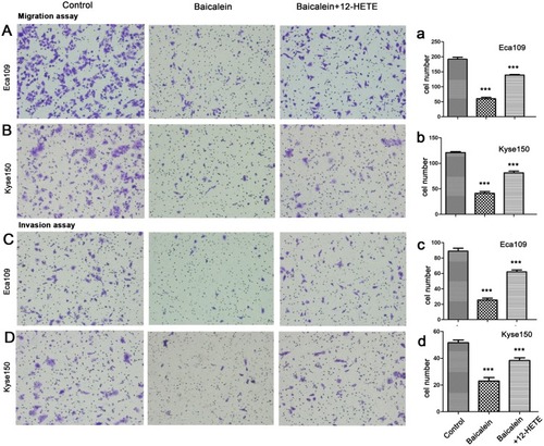 Figure 2 Effects of Baicalein and 12(S)-HETE on the migration and invasion ability in ESCC cells. Representative images of migrated cells (A, B) and invaded cells (C, D) stained by crystal violet. Left, control cells; second, cells treated by 40 µM Baicalein; third, cells pretreated with 12(S)-HETE before treated by Baicalein (Eca109: A and C; Kyse150: B and D). Analyzed results of the cell migration and invasion assays are shown in a, b, c, d. The number of migrated cells and invaded cells in the Baicalein group was significantly less than those of the control (P<0.001), and the inhibition was partly relieved when pretreated with 12(S)-HETE. ***P<0.001 vs Control group.Abbreviation: ESCC, esophageal squamous cell carcinoma.