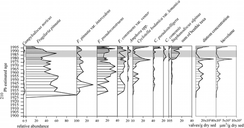 FIGURE 3. Percentage diagram for Sawtooth Lake diatoms and their concentration within the sediments. Sum of other benthic taxa includes Achnanthes, Denticula, Diploneis, Hannaea, Navicula, and Nitzschia as well as other less well-represented genera such as Caloneis, Cocconeis, Cymbella, Diatoma, and Pinnularia. (See Table 2 for taxa list.) The gray band marks the presence of a turbidite