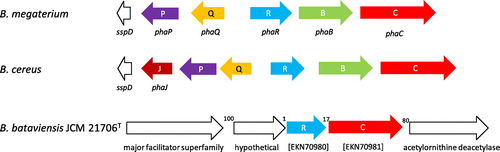 Fig. 1. Schematic diagram of pha operons on the genome sequences of B. bataviensis JCM 21706T and two representative species.