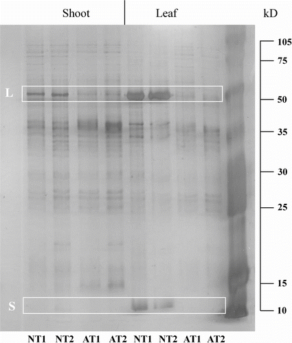 Figure 4 Protein patterns of AT and NT leaf and shoot extracts (12.5% SDS-PAGE and silver staining). NT = normal type; AT = albino type. All samples were loaded in duplicate (1 or 2). L = putative RuBisCO large sub-unit; S = putative RuBisCO small sub-unit.