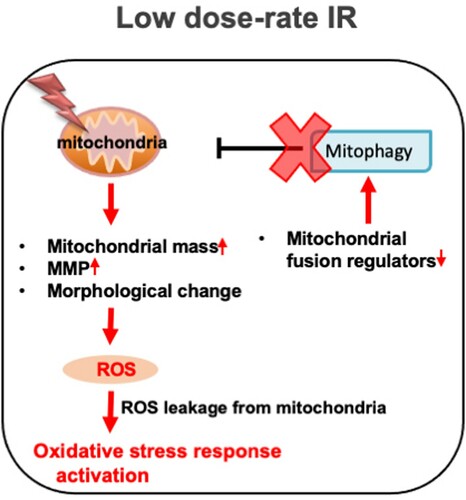 Figure 7. Low dose-rate IR causes ROS accumulation and activation of oxidative stress responses via repression of mitophagy. Exposure to low dose-rate IR reduced mitochondrial fusion regulators, leading to repression of mitophagy. The repression of mitophagy accumulates damaged mitochondria, which causes excess ROS accumulation and subsequent activation of oxidative stress responses.