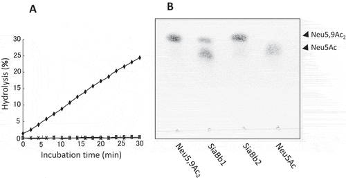 Figure 5. O-Acetylesterase activity of SiaBb1.(A) Activity of SiaBb1, truncated SiaBb1 that does not contain the SGNH and Lam G domains, and SiaBb2 toward the p-NP-acetate substrate. SiaBb1, closed diamond; truncated, open square; SiaBb2, cross. (B) Actions of SiaBb1 and SiaBb2 toward Neu5,9Ac2. TLC was developed with a solvent of 1-butanol/acetic acid/water (2/1/1) followed by spraying with the diphenylamine-aniline-phosphoric acid reagent.