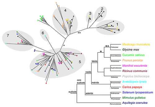 Figure 1 Phylogenetic tree of SEO proteins from different plants and the corresponding species tree. The phylogenetic tree was constructed using FastTree2,Citation16 on a T-CoffeeCitation17 alignment of the SEO protein sequences. Branch lengths are proportional to the number of amino acid substitutions. The shaded parts of the tree represent the subgroups previously identified with OrthoMCL.Citation7,Citation11 SEO proteins are represented as colored dots (color indicates the species). SEO-F proteins that have been confirmed as forisome components are shown as colored squares. The species tree, including all analyzed plants, was prepared according to the Angiosperm Phylogeny Group.Citation10