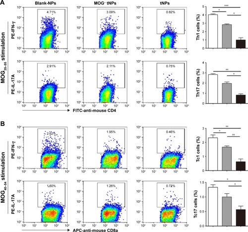 Figure 6 Infusions of tNPs reduce the MOG peptide-reactive Th1, Th17, Tc1 and Tc17 cells and induce Tregs in EAE mice.Notes: SPCs, brain and spinal cords were isolated from the EAE mice in each treatment group on day 20 (2 days after the second injection of tNPs). (A) Frequencies of IFN-γ+/CD4+ T cells and IL-17A+/CD4+ T cells (Th1 and Th17 cells) in CD4+ T cell populations from spleens after 16 h incubation with MOG35–55 peptide. (B) Frequencies of IFN-γ+/CD8+ T cells and IL-17A+/CD8+ T cells (Tc1 and Tc17 cells) in CD8+ T cell populations from spleens after 16 h incubation with MOG40–54 peptide. (C) Frequencies of CD25+/FoxP3+ T cells (Tregs) in CD4+ T cell populations from flesh SPCs. (D) Concentrations of IL-10 and TGF-β1 in the supernatants of SPCs after 7-day incubation with MOG35–55 peptide. (E) Concentrations of IL-10 and TGF-β1 in the CNS tissue homogenates. Data are displayed as the mean ± SD. n=5 mice per group. *p<0.05, **p<0.01, ***p<0.001.Abbreviations: APC, allophycocyanin; CNS, central nervous system; EAE, experimental autoimmune encephalomyelitis; FITC, fluorescein isothiocyanate; IFN, interferon; IL, interleukin; PE, phycoerythrin; tNPs, tolerogenic nanoparticles; SPCs, splenocytes; TGF, transforming growth factor; Tregs, regulatory T cells.