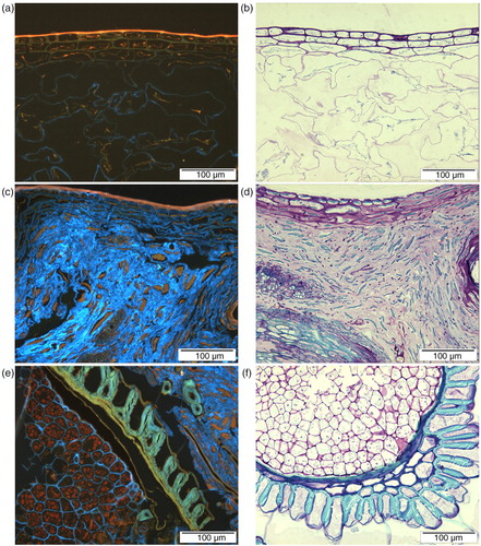 Fig. 3 Micrographs showing the structure of fruit pulp in whole, freeze-dried bilberries (a, b), in the press cake (b, c), and structure of bilberry seeds in the whole berry (e, f). Different structures are visualised by calcofluor and acid fuchsin (a, c, e; glucans bright blue and protein red) and by toluidine blue O (b, d, f).