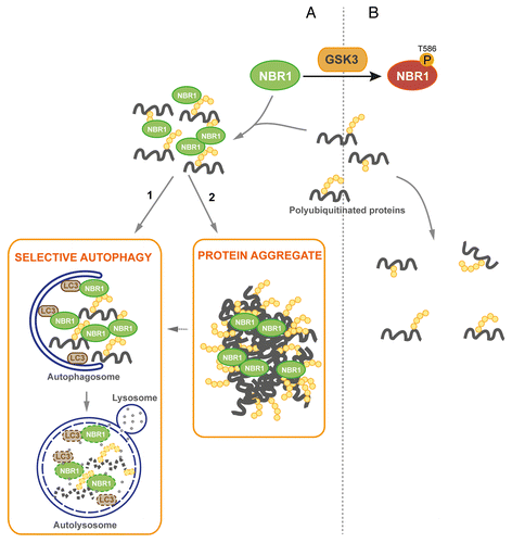 Figure 6. Proposed model of regulation of protein aggregation by GSK3-mediated phosphorylation of NBR1 (A) Under its nonphosphorylated form, NBR1 acts as an adaptor for ubiquitinated proteins. Misfolded or mutant proteins are polyubiquitinated (yellow circles) and recognized by NBR1, which interacts with their polyubiquitin tail and brings them together to form UB-bodies. (1) Under normal conditions, selective autophagy occurs. NBR1 brings ubiquitinated proteins to autophagosomes through interaction with LC3 present at their membrane. Fusion with lysosomes leads to the degradation of ubiquitinated proteins and autophagy receptors by lysosomal proteases. (2) Under stress or pathological conditions, cells are overloaded with misfolded or mutant proteins and degradation pathways are saturated. Accumulation of ubiquitinated proteins leads to the formation of protein aggregates. (B) When phosphorylated by GSK3, NBR1 does not participate to the formation of UB-bodies. Consequently, ubiquitinated proteins and NBR1 undergo decreased degradation.