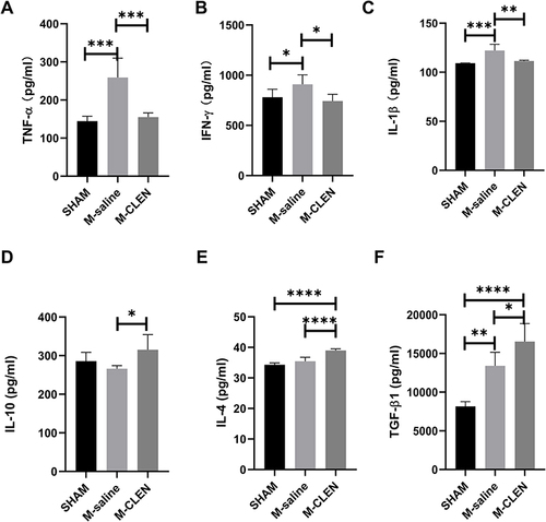 Figure 5 Effects of stroke and β2-ARs agonist CLEN application on the expression of blood cytokines in mice. (A) Pro-inflammatory cytokines TNF-α, (B) IFN-γ levels, and (C) IL-1β in sham-operated and saline, CLEN treated MCAO mice 72 h after occlusion. (D) Anti-inflammatory cytokines IL-10, (E) IL-4, and (F) TGF-β1 levels were assessed in sham-operated and saline, CLEN treated MCAO mice 72 h after occlusion. *p < 0.05, **p < 0.01, ***p < 0.001 and ****Indicates p < 0.0001 (one-way ANOVA with Holm–Sidak correction, n = 5 per group in all the analysis of cytokines).