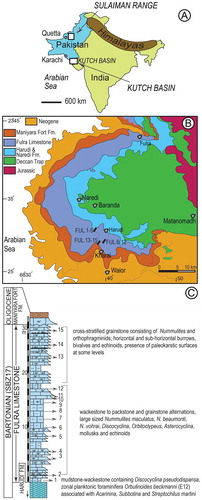 Figure 1. Location of Kutch Basin and Sulaiman Range in W India and Pakistan (A), simplified geological map of the Kutch and position of the studied sections (B), and composite stratigraphic section of the Fulra Limestone (C).Note: Geological map is after Biswas (Citation1992).