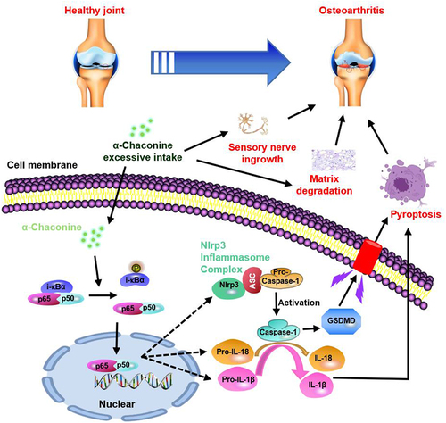 Figure 7 A schematic diagram illustrating the role of α-Chaconine in exacerbating OA progression.