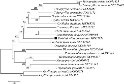 Figure 1. Phylogenetic tree showing the relationship between T. portentosus and 18 other Gryllinae species based on maximum-likelihood method performed using 500 bootstrap replicates. Two Gryllotalpinae species (Gryllotalpa orientalis and G. pluvialis) were used as outgroups. GenBank accession numbers of each sequence were listed in the tree behind their corresponding species names.