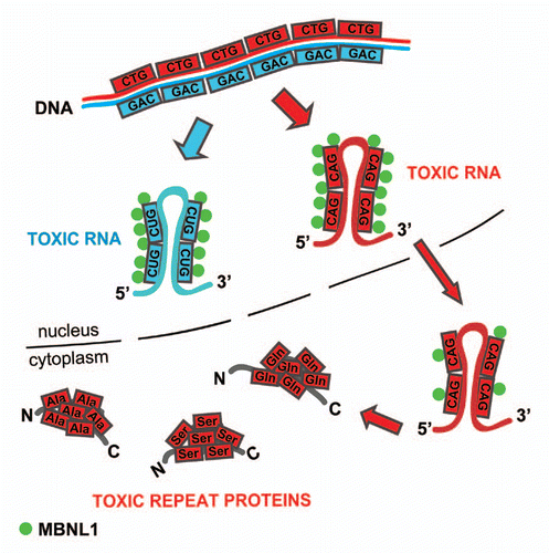 Figure 2 Nuclear toxicity of expanded CAG repeat RNA. Transcript containing CAG repeat expansions (red) is stopped over in the nucleus where it forms MBNL1-positive ribonucleoprotein aggregates that resemble features of mutant CUG repeat RNA (blue). The effect of toxic gain-of-function of CAG repeats is extended in the cytoplasm where the mutant RNA expresses polyglutamine through canonical translation and may also undergo non-ATG translation into polyserine and polyalanine expansion proteins.