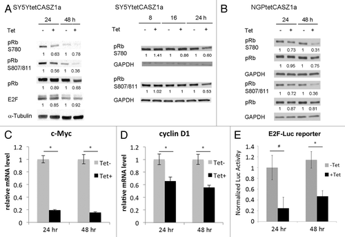 Figure 4. CASZ1a restores pRb activity. CASZ1a restoration leads to de-phosphorylation of pRb at Ser780 and Ser807/811 in SY5Y cells (A) and NGP cells (B) and was visualized by immunobloting whole-cell lysate with indicated antibody. The relative densitometric units were normalized to control condition and the ratio shown under each condition. (C) CASZ1 restoration significantly decreased E2F target gene c-Myc expression in SY5Y cells detected by real-time PCR (*P < 0.005). (D) CASZ1 restoration significantly decreased E2F target gene cyclin D1 expression in NGP cells detected by real-time PCR (*P < 0.01). (E) CASZ1 restoration inhibits E2F activity at both 24 h and 48 h time points as assessed using a E2F-luc reporter assay (*P < 0.005; #P < 0.02).