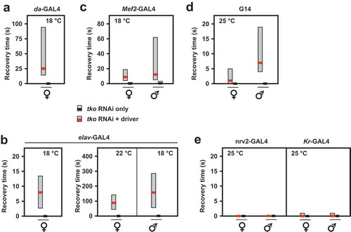 Figure 4. RNAi knockdown of tko by different drivers results in bang-sensitivity. Box-plots of recovery times from mechanical shock (bold black or red lines – medians, respectively, for controls and tko knockdown flies, with filled boxes representing first to third quartiles) of flies of the indicated genotype, sex and culture temperature. Note the different scales required to plot these data. White bars for control flies were in most cases not plottable, since median and both quartiles were at or very close to zero.