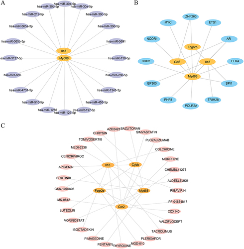 Figure 6 Multi-factor regulatory analysis. (A) The mRNA-miRNA interaction network of hub genes. (B) The mRNA-TF interaction network of the hub genes. (C) The mRNA–drug interaction network of hub genes.