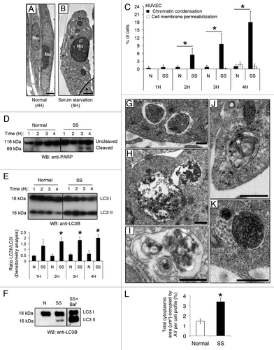 Figure 1. Serum starvation (SS) in EC induces both apoptotic and autophagic features. (A and B) Electron micrographs of normal and apoptotic EC. The nucleus (Nu) of EC exposed to complete growth medium (Normal) displays an elongated aspect whereas that of serum-starved EC (SS) for 4 h appears rounded and condensed, characteristic of apoptosis. Scale bar: 1 µm. (C) Percentages of cells with increased chromatin condensation (apoptosis) and cell membrane permeabilization (necrosis), as evaluated by HO and PI staining, in EC exposed to normal medium (N) or SS for 1–4 h. *p ≤ 0.0007 vs. N, n = 6. (D) Immunoblot for uncleaved and cleaved forms of PARP in EC treated as in (C), representative of 4 experiments. (E) Upper panel: Time-course of LC3 turnover, by immunoblot, in EC treated as in (A–D). Lower panel: Densitometry analysis of LC3-II/LC3-I ratios in EC exposed to N or SS for 1–4 h. *p ≤ 0.01 vs. N. Representative of four experiments. (F) LC3-I and -II immunoblot in EC exposed to N, SS and SS + bafilomycin A1 5 nM for 4 h (the immunoblot corresponds to two parts of the same gel). Representative of four experiments. (G–K) Morphological characterization of AV in EC serum starved for 4 h. (G) AV with intact cytoplasmic portions or organelles delimited by multiple membranes with internal electron-lucent material and cytoplasm. (H and I) AV with various stages of degraded cytoplasmic material, characterized by increased electron density within vacuoles surrounded by single or double delimiting membranes. (J) AV displaying a more advanced degradation stage with multilamelar lysosomal bodies (white star). (K) Amphisomes are characterized by the presence of both autophagosomal electron-dense material with a delimiting membrane and MVB nanovesicular content. Scale bar: 0.5 µm. (L) Total cytoplasmic area (µm2) occupied by AV per cell profile in EC exposed for 4 h to N and SS, respectively. Area of AV per cell profile (n = 20) was assessed in relation to the cell cytoplasm (nuclei were not included in the evaluation); *p ≤ 0.001 vs. N.