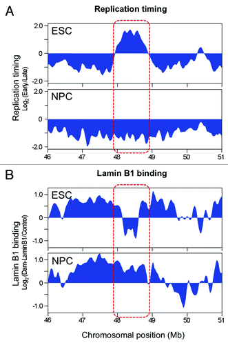 Figure 2. Replication timing (A) and Lamin B1 binding (B) of the Dppa2/4 domain. The replication timing-switching domain is indicated in the red box. Figure was assembled using the ReplicationDomain.org database.Citation7