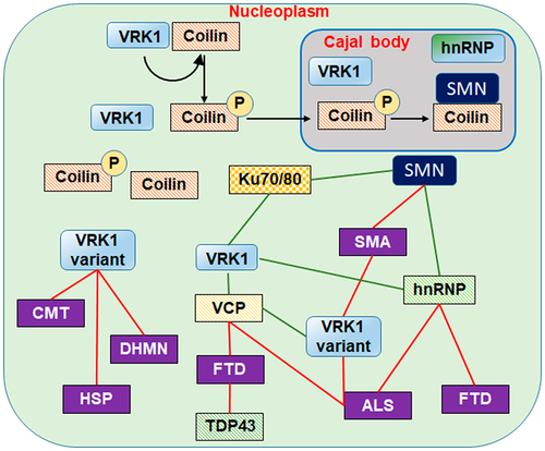 Figure 5. VRK1, Cajal bodies and neurological diseases altered by VRK1 variants. VRK1 phosphorylates coilin that is translocated to the Cajal bodies, where it interacts with SMN. Alterations in the process by pathogenic variants of VRK1 impair different nuclear proteins and lead to very severe neurological diseases. SMA: spinal muscular atrophy. CMT: Charcot-Marie-tooth. HSP: hereditary spastic paraplegia. DHMN: distal hereditary motor neuropathies. FTD: front- temporal degeneration. ALS: amyotrophic lateral sclerosis. VCP (valosin containing protein). Ku70/80 (ATP dependent helicases). VRK1 and VCP mutant proteins are associated with amyotrophic lateral sclerosis (ALS). Red lines: disease. Green lines: interactions.