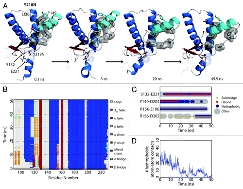 Figure 3. HA detachment from the PrP core in Y218N simulation 3. (A) Structures taken at 0.1, 5, 20, and 40.9 ns of the simulation. Residues S132, Y149, D202 and E221 are shown as sticks. Residues shown in gray sticks with a transparent surface are P137, I139, F141 on the S1-HA loop and M205, V209, M213 on HC. (B) DSSP analysis on the protein secondary structure. (C) Contacts between pairs of listed residues over 50 ns in simulation. (D) Window average (100 ps) of the number of contacts between residues P137, I139, F141 on the S1-HA loop and M205, V209, M213 on HC.