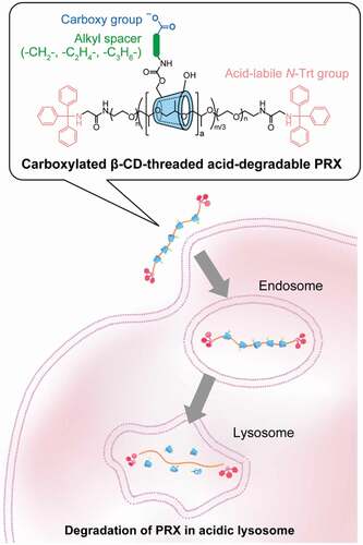 Figure 1. Schematic illustration for the cellular internalization and intracellular degradation of carboxylated β-cyclodextrin (β-CD)-threaded acid-degradable polyrotaxanes (PRXs) with different alkyl spacer lengths