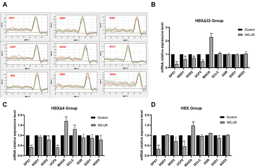 Figure 7 The expression of redox regulation genes in HepG2 cells treated with MC-LR and Ct-HBX. The effects of MC-LR on the expression of genes regulating redox status were measured by qRT‒PCR. (A) The qRT‒PCR dissolution curves of 9 redox regulation genes, including GSR, NQO1, MAOA, UCP2, NOS3, GPX1, SOD2, SOD1 and GCLC. (B) In the HBXΔ32 group, the expression of the MAOA gene was upregulated and that the GPX1, NQO1, SOD2 and UCP2 genes were downregulated. (C) In the HBXΔ4 group, MAOA and GCLC genes were upregulated, and GPX1, SOD2 and UCP2 genes were downregulated. (D) In the HBX group, the MAOA gene was upregulated, and the GPX1, SOD1 and UCP2 genes were downregulated. ** P < 0.01.