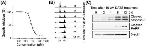 Fig. 1. The effect of DATS on cell growth, cell cycle and activation of the proteins regulating apoptosis in U937.Notes: U937 cells were seeded at a cellular density of 2 × 105 cells/mL and cultured for 24 h. Then the cells were incubated with various concentrations of DATS for 24 h. (A) The cell number was counted by hemocytometer and expressed as a percentage to the vehicle-treated control. (B) Cell cycle distribution analyzed by a flow cytometer. (C) Cleavage of caspase-3 and PARP detected by Western blotting.