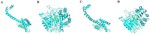 Figure 6. The molecular docking Models. (A) β-sitosterol and BAX. (B) β-sitosterol and CASP3. (C) stigmasterol and BAX. (D)stigmasterol and CASP3.