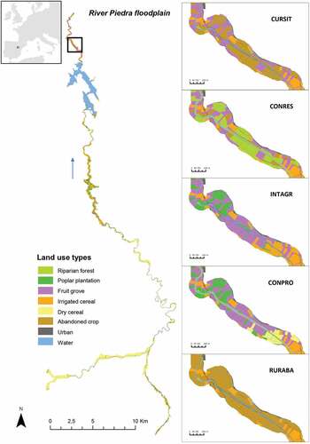 Figure 2. Main land use types of the River Piedra floodplain (left) and example of the effects of alternative management scenarios on the distribution of land use types (right). CURSIT: Current situation; CONRES: Conservation & Restoration; INTAGR: Intensive agriculture; CONPRO: Conservation & Production; RURABA: Rural abandonment (see main text for a full description of the scenarios and Table 2 for a summary).Table 2. Summary of each scenario. CURSIT: Current situation; CONRES: Conservation & Restoration; INTAGR: Intensive agriculture; CONPRO: Conservation & Production; RURABA: Rural abandonment. NA: Not applicable. PHD: Public Hydraulic Domain (BOE Citation2008). SCI: Sites of Community Importance designed in the Habitats Directive 92/43/EEC (European Commission Citation1992). (*) variables considered for the equity assessment but not modelled in the calculations of ecosystem service supply in each scenarioDownload CSVDisplay Table