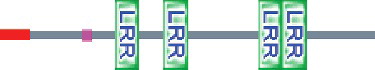 Figure 2. LRRs in the deduced OsLRR2 protein (SMART).