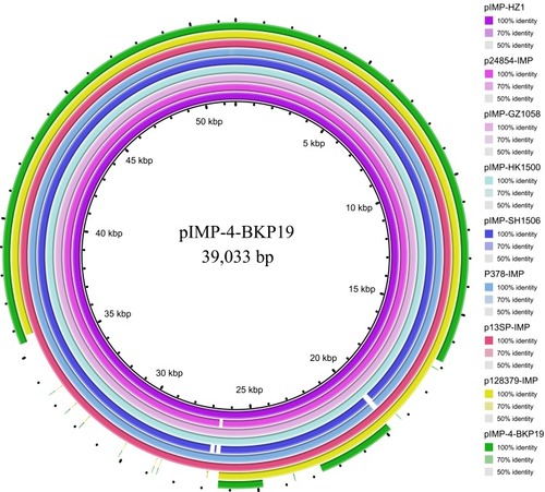 Figure 2 Sequence alignment of the pIMP-4-BKP19 plasmid from Klebsiella pneumoniae strain BKP19 with data in the NCBI GenBank database revealed several highly identical plasmids from different Gram-negative bacillus strains, including pIMP-HZ1 (K. pneumoniae strain Kp1, accession no. KU886034), p24854-IMP (K. pneumoniae strain 24854, accession no. MH909341), pIMP-GZ1058 (Escherichia coli strain CRE1058, accession no. KU051709), pIMP-HK1500 (Citrobacter freundii strain CRE1500, accession no. KT989599), pIMP-SH1506 (Enterobacter cloacae strain CRE1506, accession no. KT989598), p13SP-IMP (Klebsiella pneumoniae strain 13-sp, accession no. MH909334), P378-IMP (Pseudomonas aeruginosa strain P378, accession no. KX711879), and p128379-IMP (Enterobacter hormaechei strain 128379, accession no. MF344559).